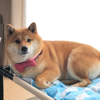 狗狗头像 可爱 柴犬 图源ins