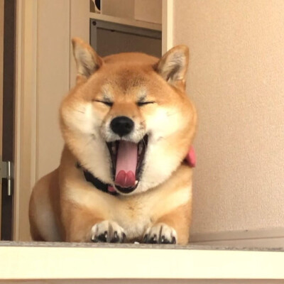 狗狗头像 可爱 柴犬 图源ins