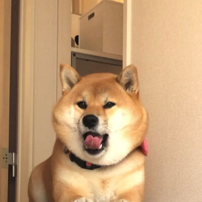 狗狗头像 可爱 柴犬 图源ins