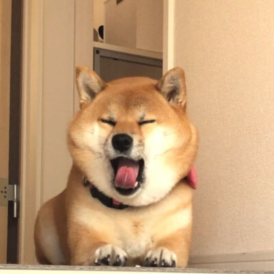 狗狗头像 可爱 柴犬 图源ins