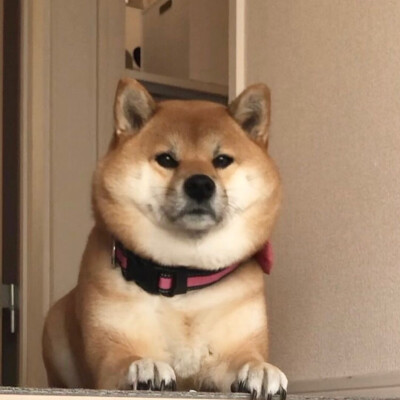 狗狗头像 可爱 柴犬 图源ins