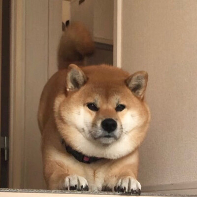 狗狗头像 可爱 柴犬 图源ins