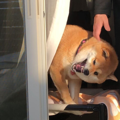 ins@mumumu _ko.2017.02.17 狗狗头像 可爱 柴犬 