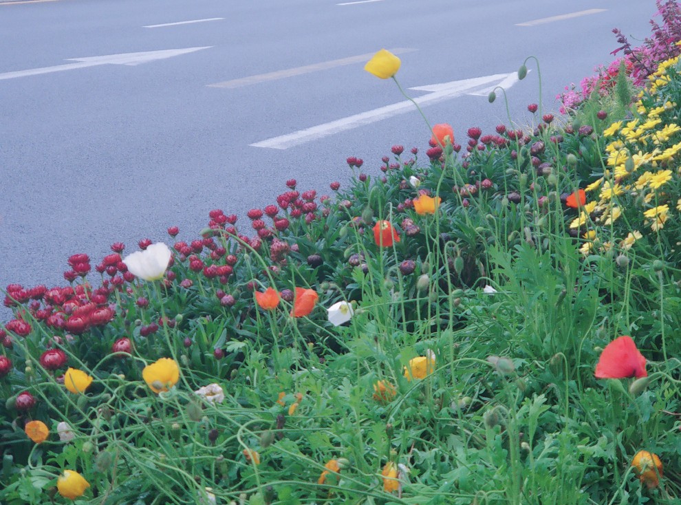 花，虞美人