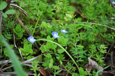 各种花