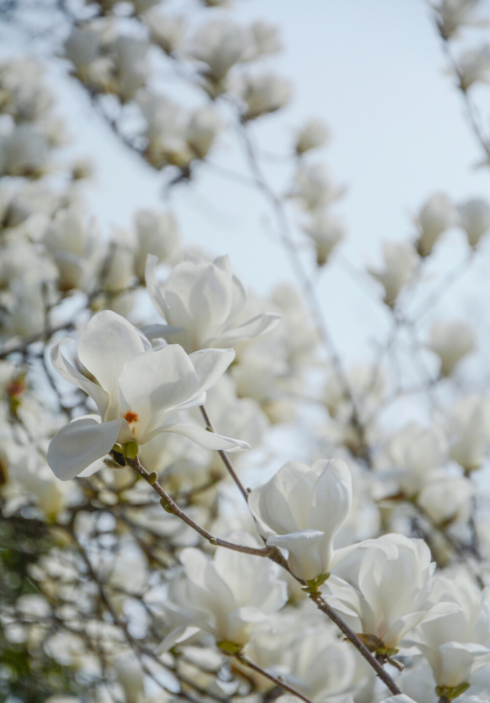 美花