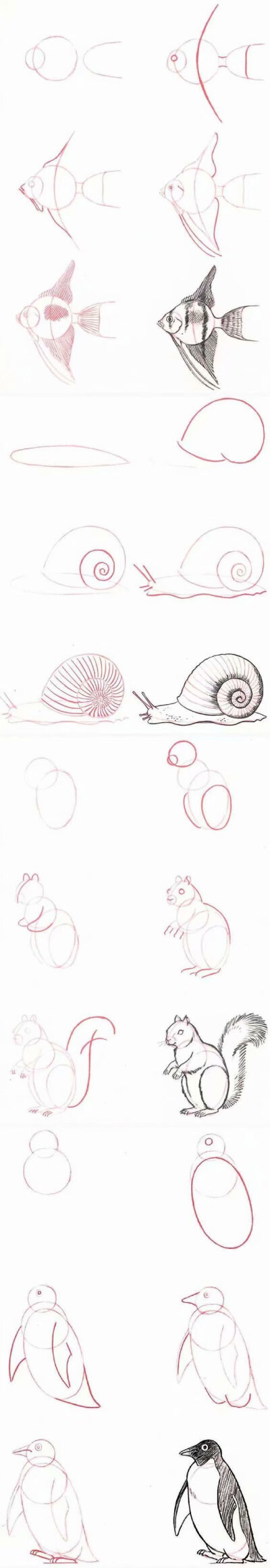 简单易上手的动物画法教程