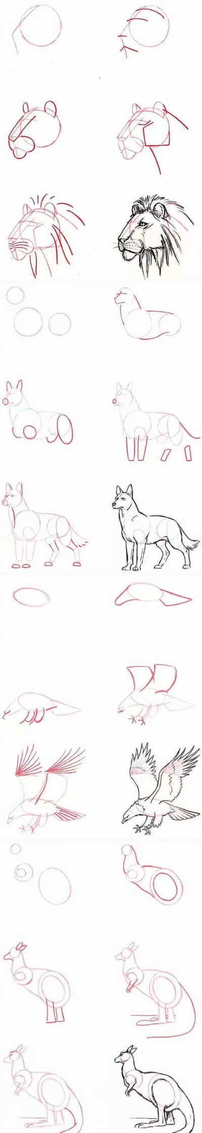 简单易上手的动物画法教程