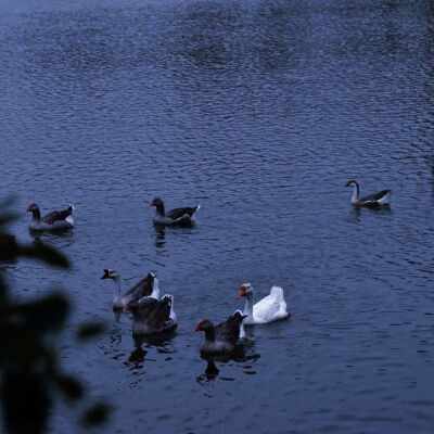 头像 风景 壁纸 