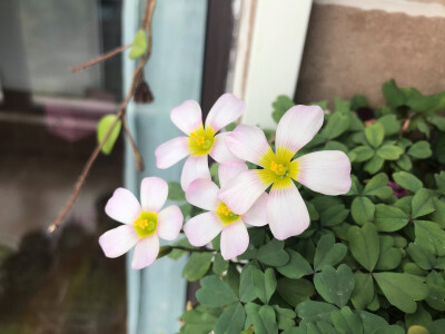 今年阳台的主角是这些酢浆草们