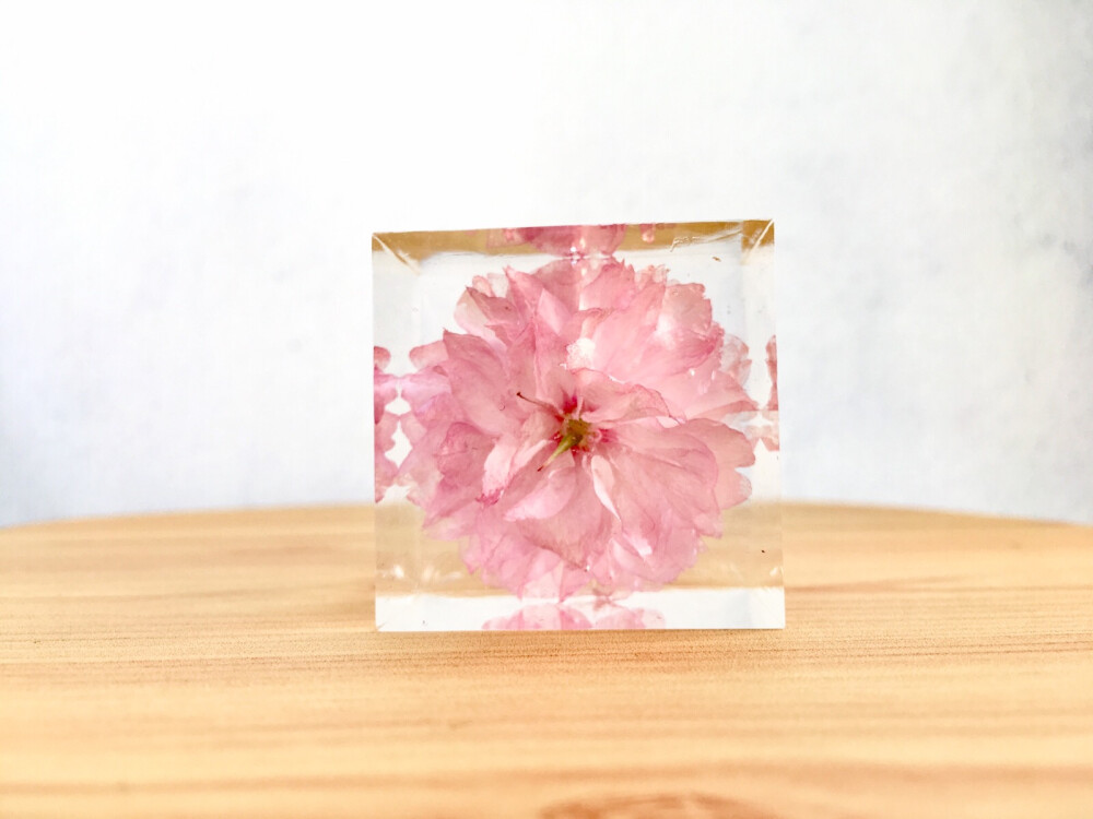 滴胶 树脂 植物标本