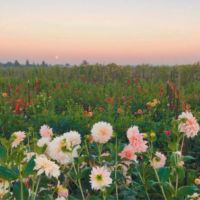 壁纸 背景 花