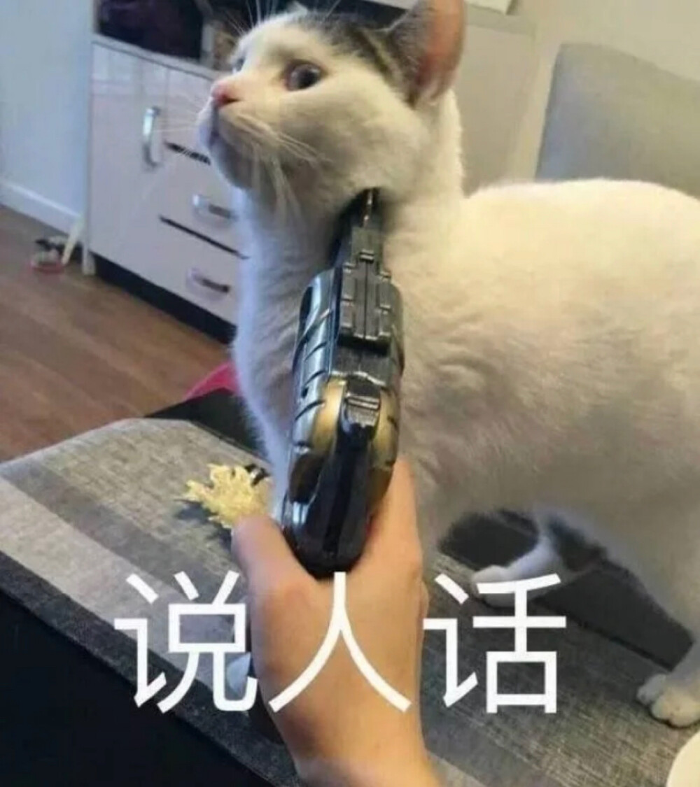猫咪表情