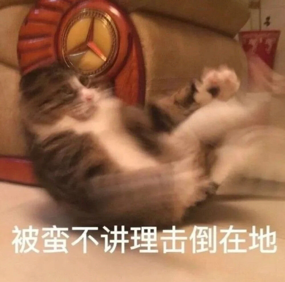 猫咪表情