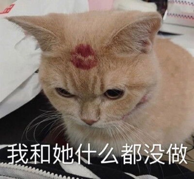 猫咪表情