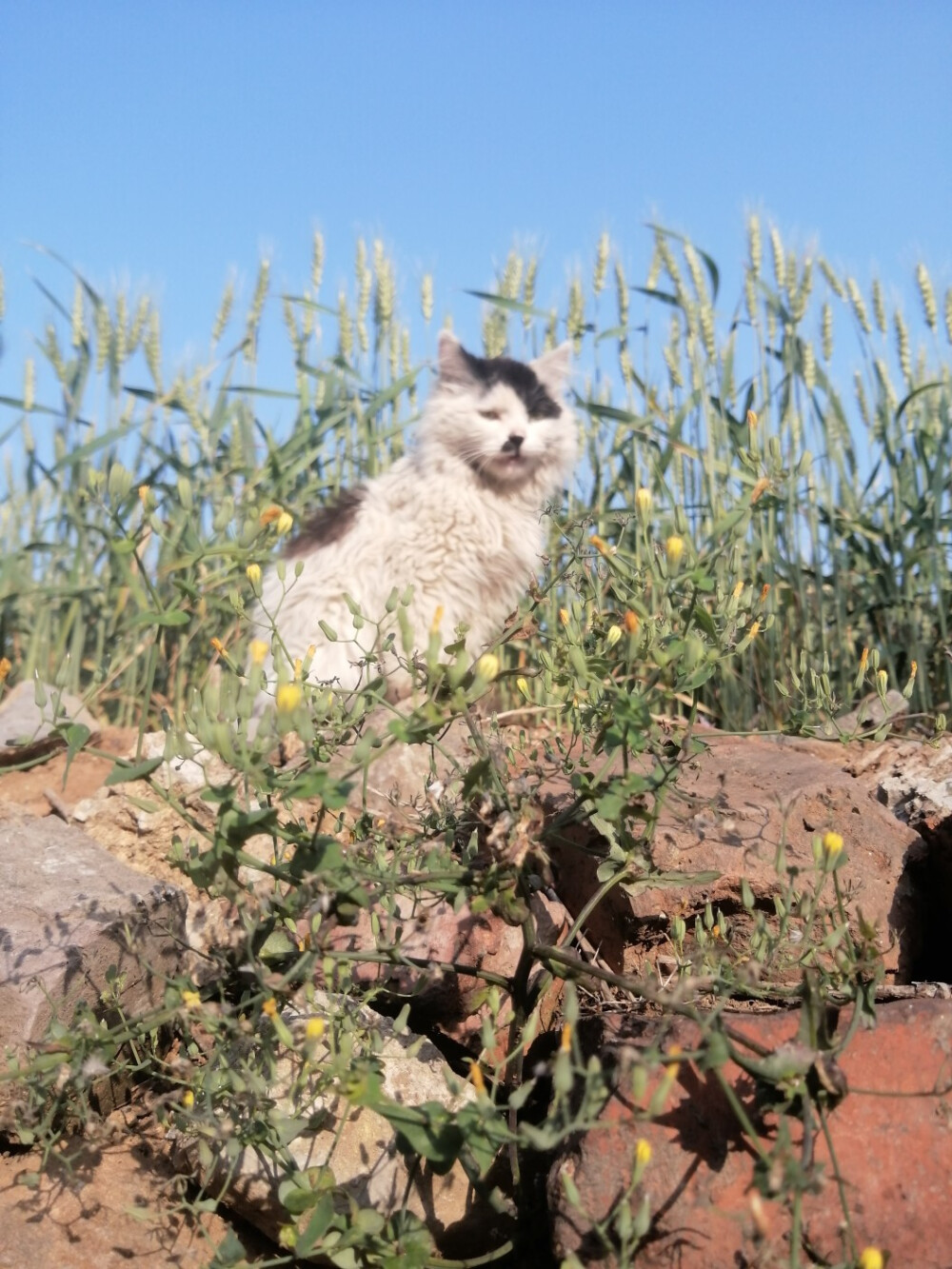 猫咪又一岁聊