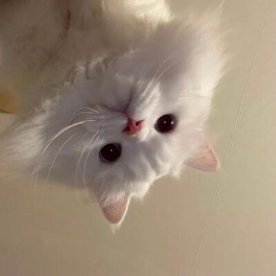 可爱头像 动物头像