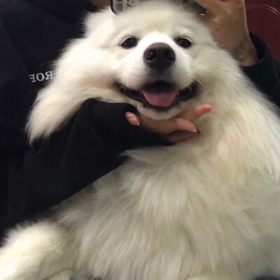 可爱头像 动物头像