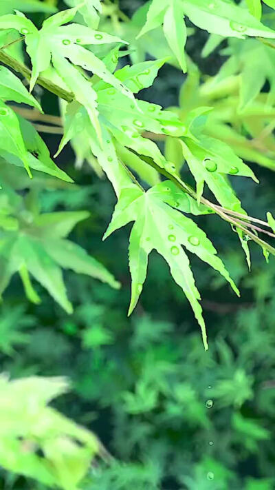 “我喜欢雨，因为她带来了天空的味道”来自新海诚的治愈～