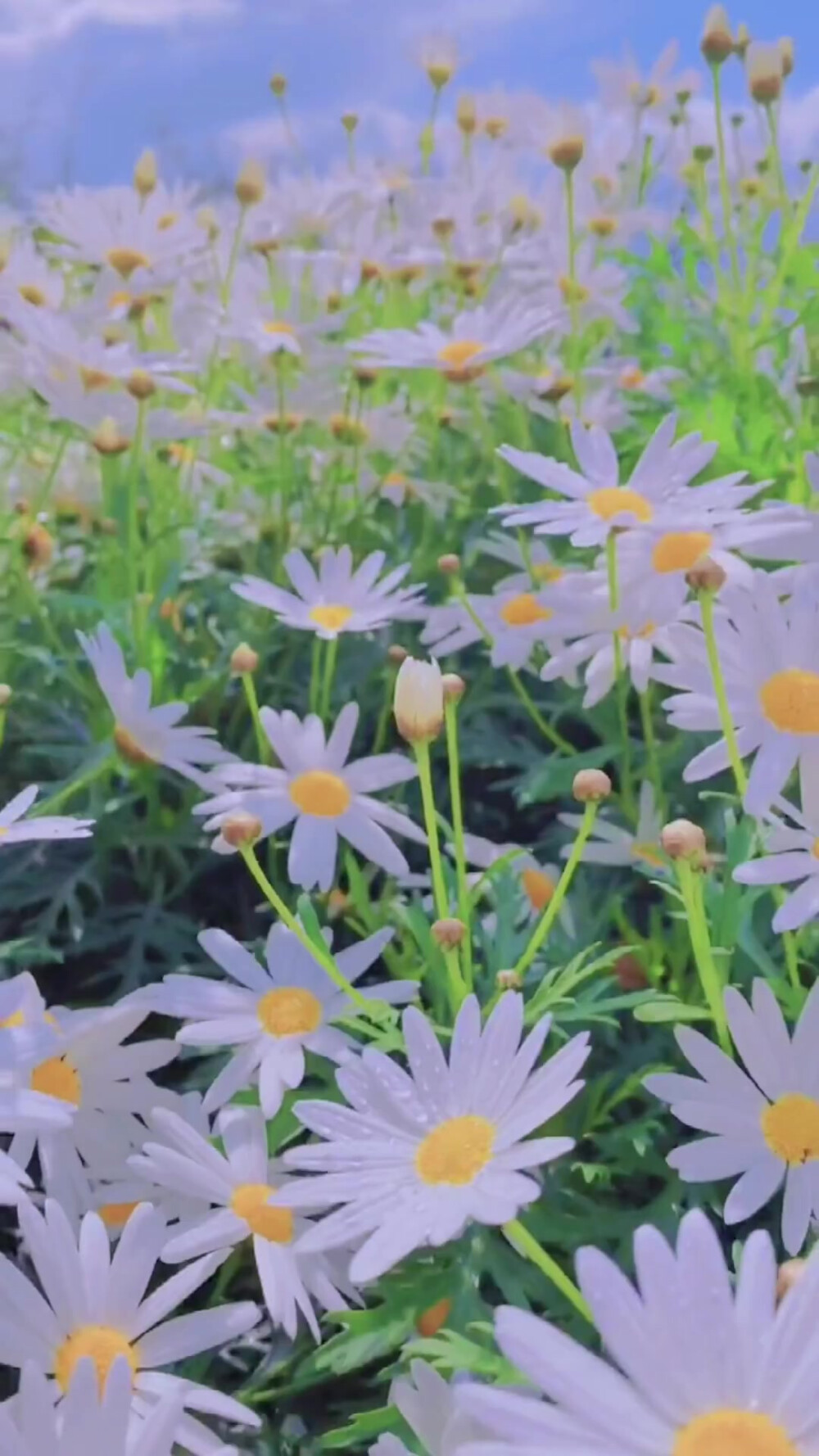 听说，喜欢小雏菊的人都很美，因为内心都藏着一束光。