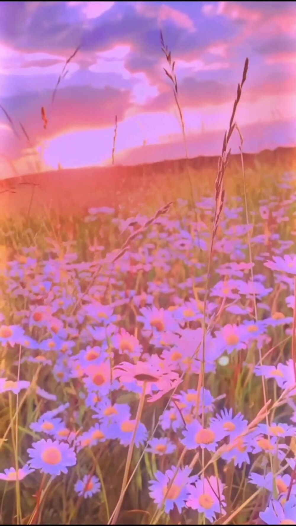 听说，喜欢小雏菊的人都很美，因为内心都藏着一束光。